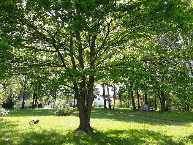 alter Friedhof